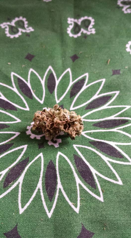 supposed-aculpoco-gold